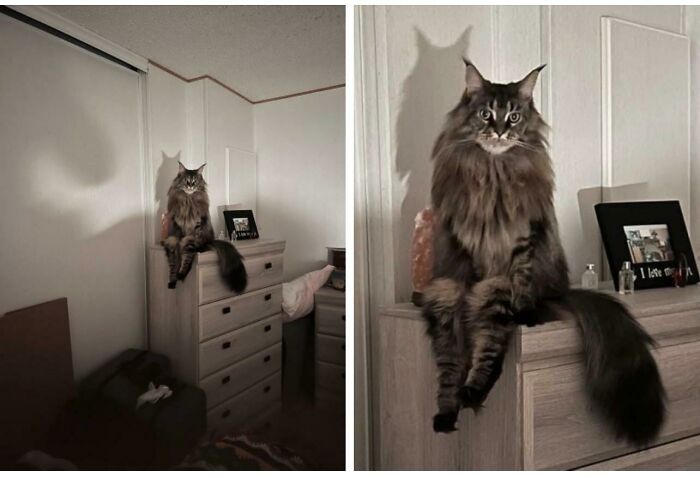 Este gato es una persona (no es mío)