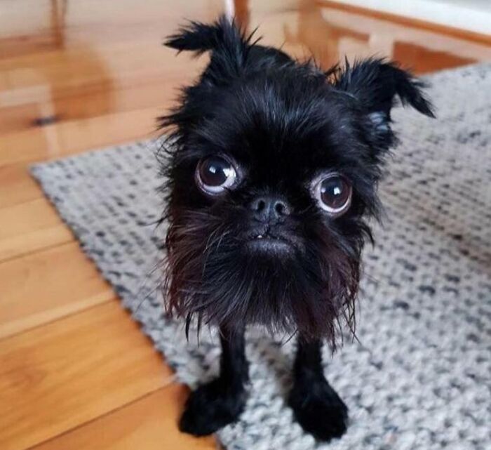 Un susuwatari