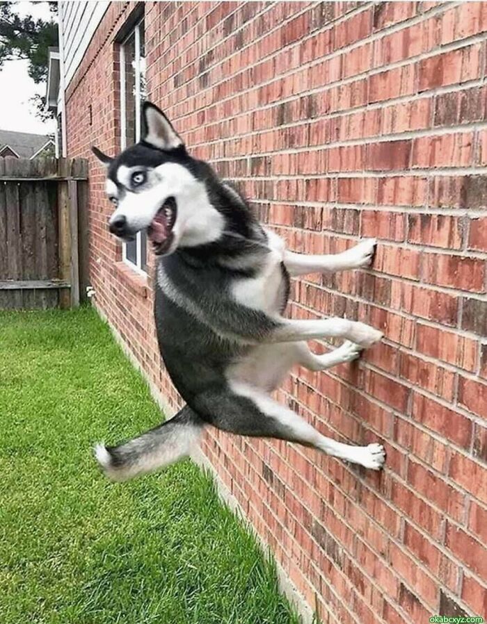 "Cariño, el perro está caminando por la pared otra vez..."