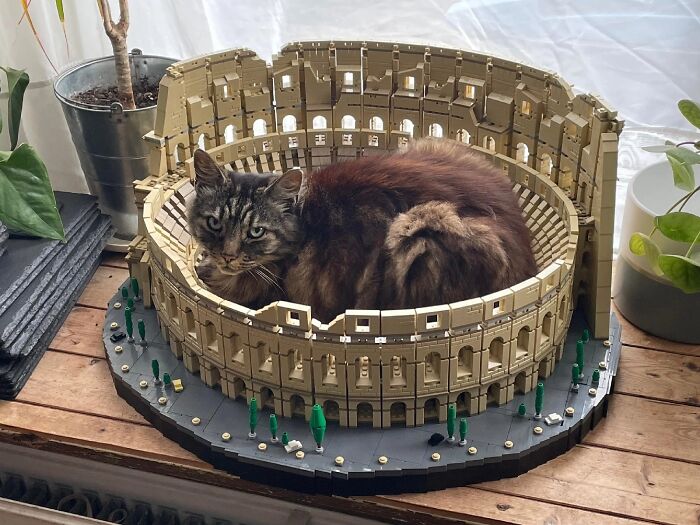 Le gustan mucho los bloques Lego