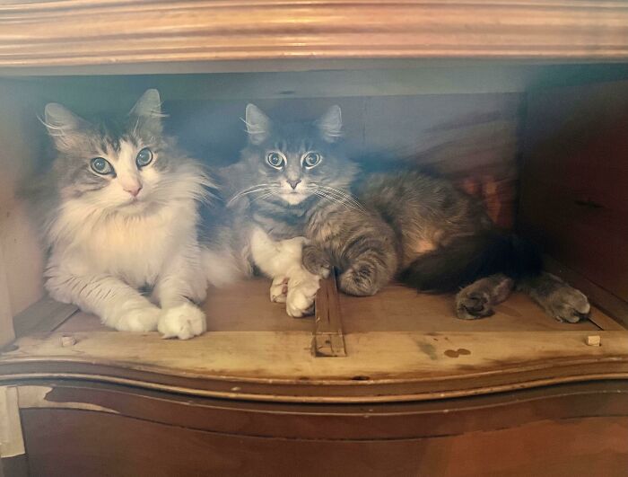 Tomé un cajón para limpiarlo y los gatos creen que es su nueva cama. Supongo que esta trampa funciona…