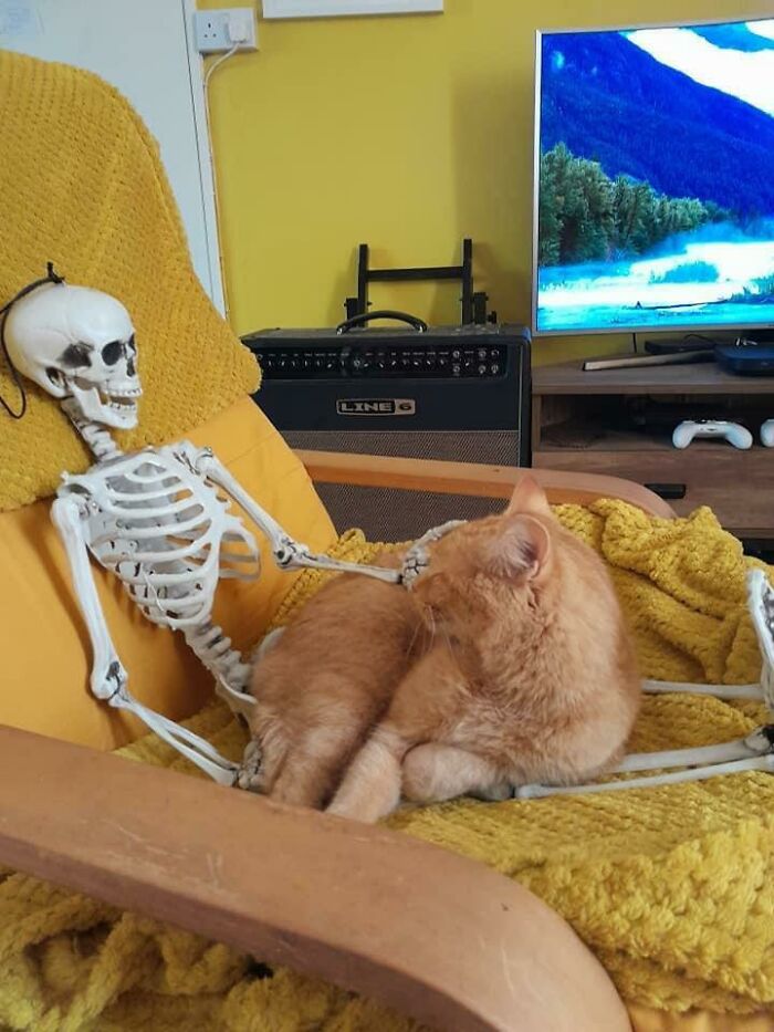 Un dueño sacrifica su propia vida para no molestar al gatito