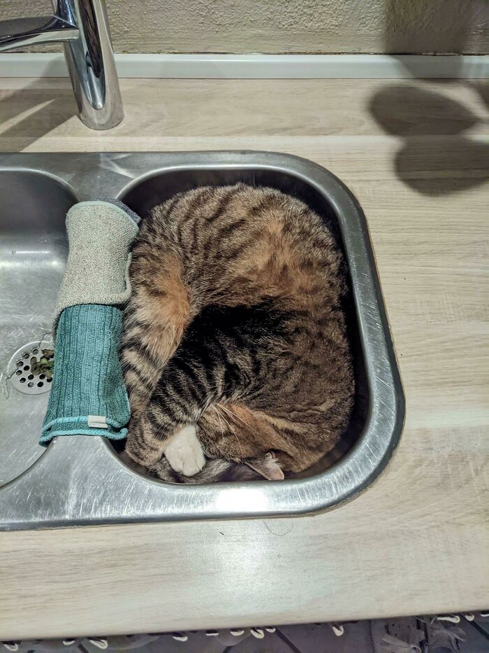 Louie suele quedarse atrapado en el lavabo