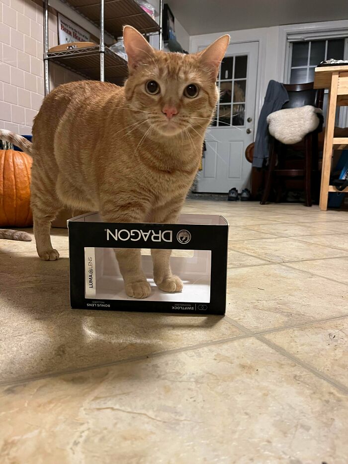 ¡Atrapé un gato en mi trampa para dragones!