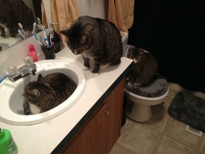 Haciendo fila pacientemente para la trampa del lavabo