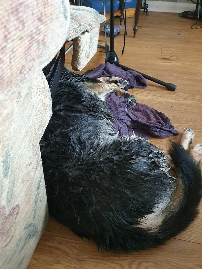 Hoy han bañado a mi perro. Así que me robó la manta como venganza