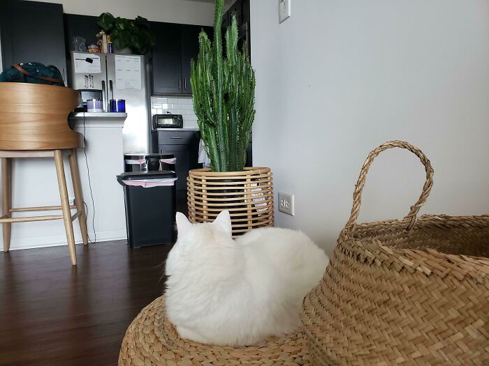 Me ignora porque no le dejo comer el cactus que le provoca diarrea