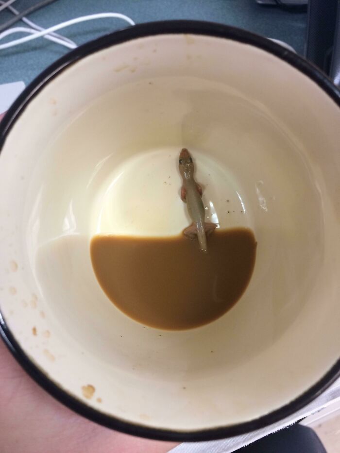 Un compañero de trabajo encontró una sorpresa en el fondo de su taza esta mañana