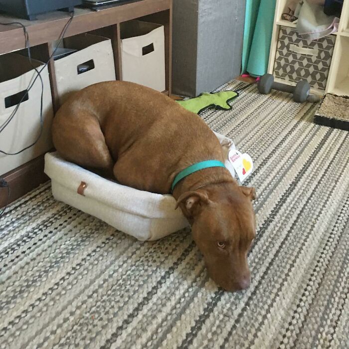 Venganza por la cama para perros robada