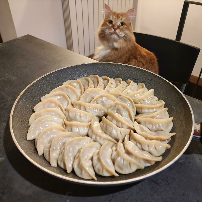 Jiaozi a la parrilla. Y un gato
