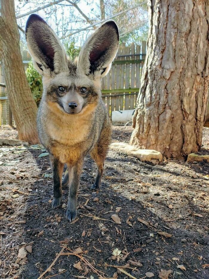 Los zorros con orejas de murciélago duermen sobre todo durante el día en sus madrigueras y salen al atardecer para alimentarse principalmente de termitas y otros insectos. Como puedes suponer, tienen un increíble sentido del oído