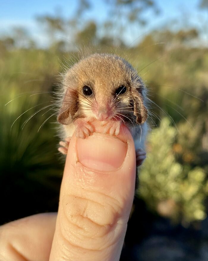 La zarigüeya pigmea occidental australiana es en realidad una de las zarigüeyas pigmeas más grandes del mundo a pesar de no ser más grande que un simple kiwi
