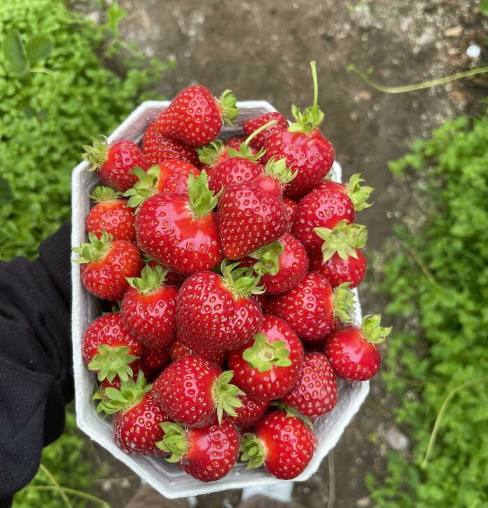 Fuimos a recoger fresas