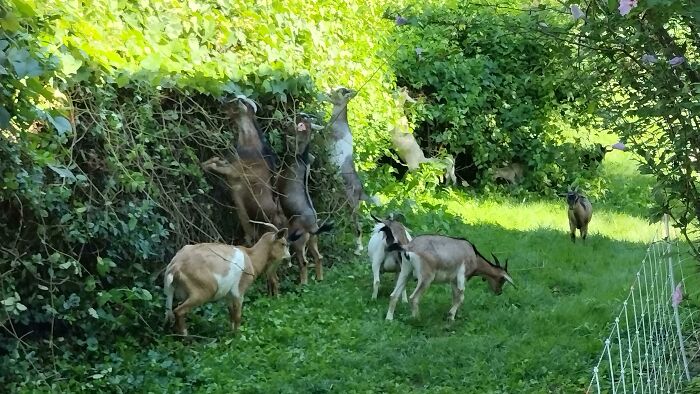 Dato curioso: puedes alquilar cabras para limpiar la maleza de tu propiedad. Se lo comen todo, incluso la hiedra venenosa, y es mucho más ecológico que el herbicida