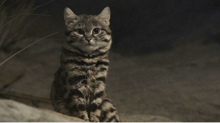 Este es un gato africano de patas negras. A pesar de su adorable aspecto, es una máquina de matar. Su tasa de éxito en la caza es del 60%, comparada con el 25% de un león
