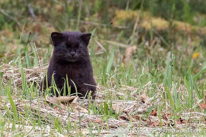 Los kodkods son los félidos salvajes más pequeños de América y tienen la distribución más reducida de todos los felinos del continente. Solo se encuentran en el centro y el sur de Chile, con poblaciones marginales en las zonas colindantes de Argentina