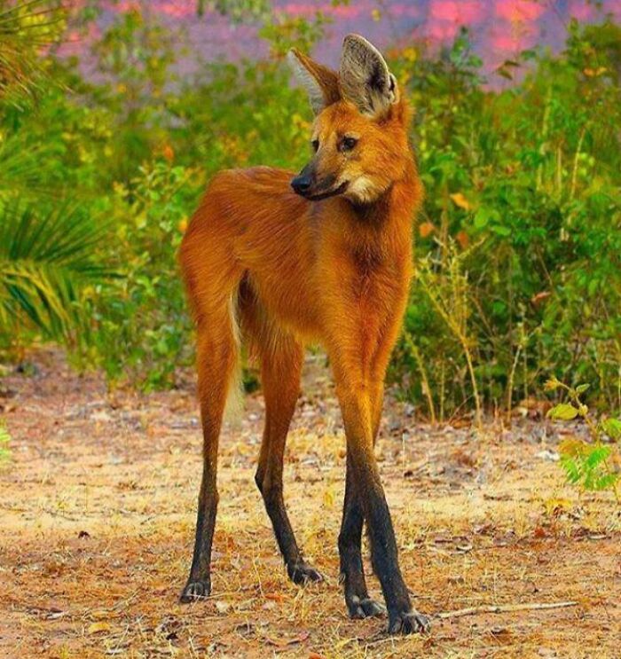 El lobo de crin es uno de los cánidos más grandes de Sudamérica. Esta especie es el único miembro de su género. Aunque técnicamente no es un zorro ni un lobo. Sus largas patas son probablemente una adaptación a los altos pastizales de su hábitat nativo