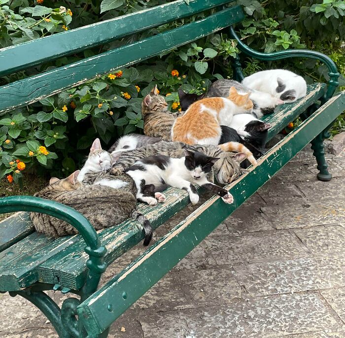 Gatos durmiendo en un banco en Whidbey Island, Washington. Tuve que parar y tomar una foto mientras estaba de paseo