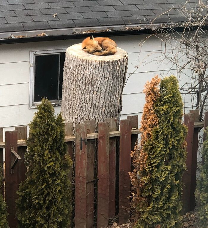 ¿Podemos tomarnos un momento para apreciar al zorrito más dulce durmiendo en el tronco de un árbol en el patio trasero de mis padres?