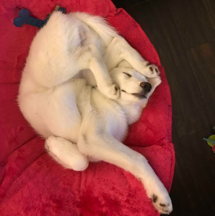 Por si necesitan algo para que les alegre el día, aquí tienen una foto de mi perro durmiendo 