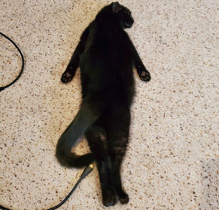 Tiene las posturas más raras para dormir 