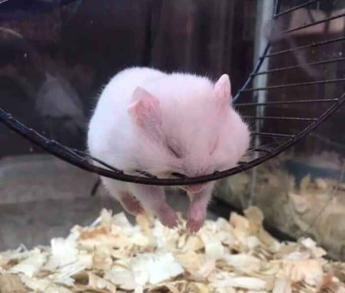  Hora de la siesta