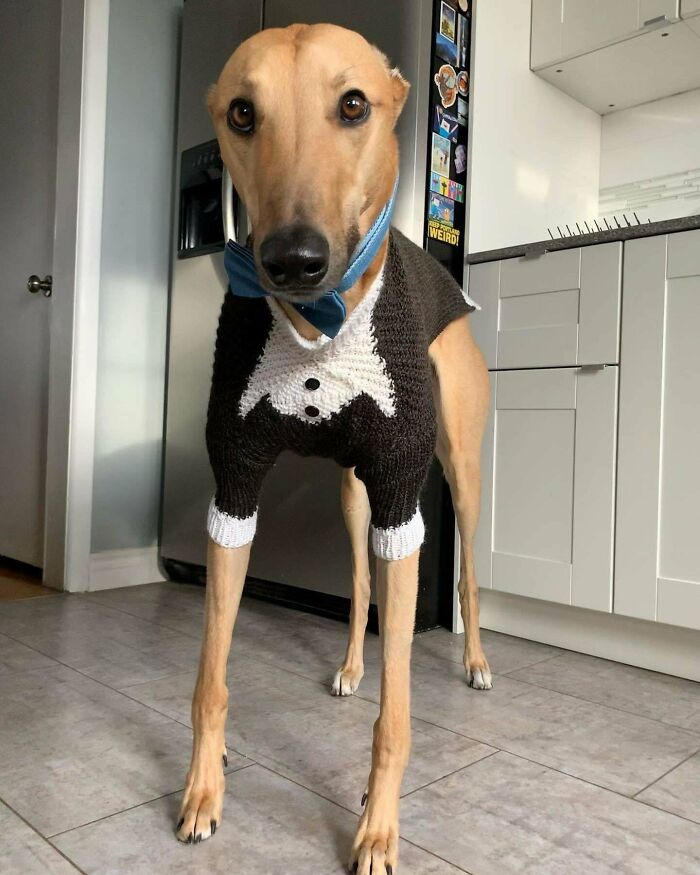 Le tejí un traje para mi boda el próximo fin de semana 