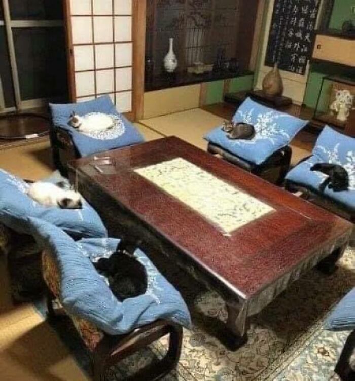 Una reunión de neko (gatos)