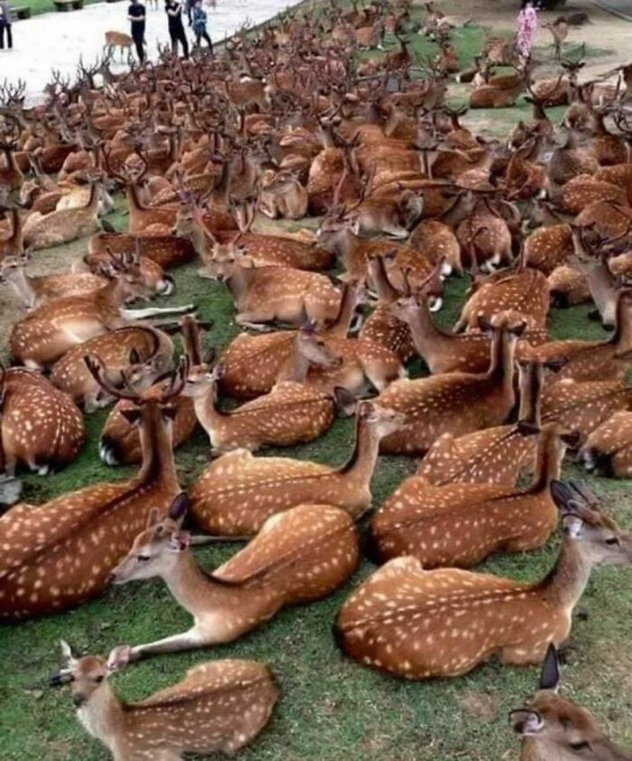 Ciervos de Nara, en Japón