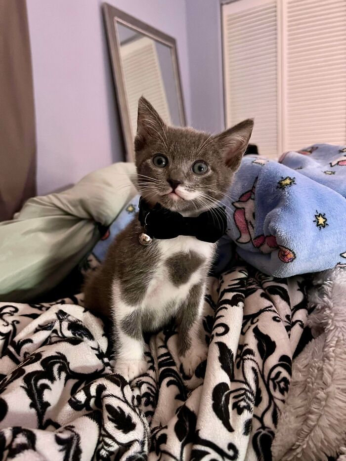 Una actualización de mi actualización: Sir Remi Remington y su bigote me conquistaron. No pude separarme de él después de acogerlo como lactante y porque encajaba muy bien en la familia. Lo adopté oficialmente