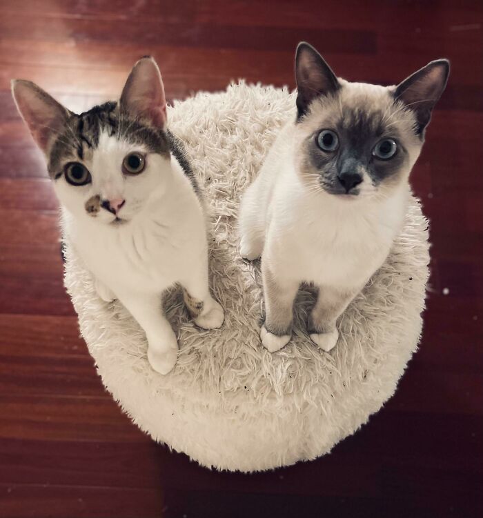 Acabo de adoptar a estos hermanos, parecen estar esperando a que haga algo