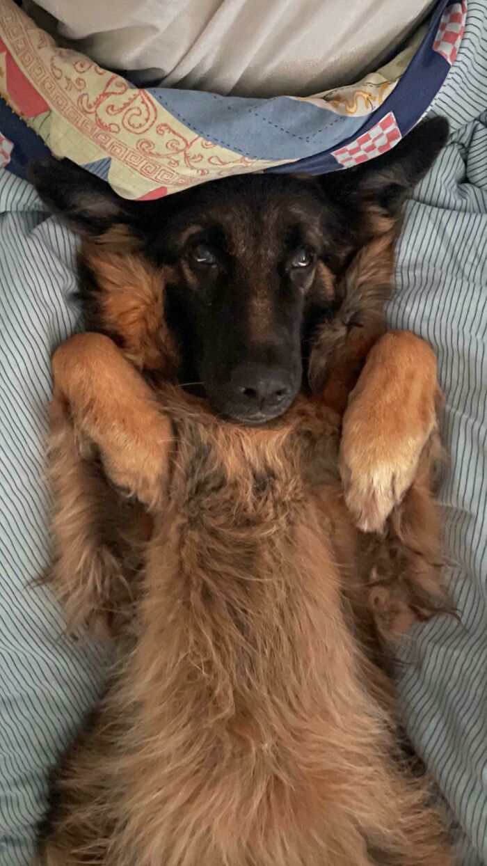 Os presento a Jade, mi bola de mullidita de 9 años recién adoptada