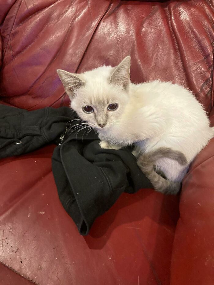Otro rescate, una señora loca pensó que podía mantener a los gatitos en una jaula diminuta sin comida ni agua. 5 de ellos lo lograron, este se llama Marsha Marsha Marsha