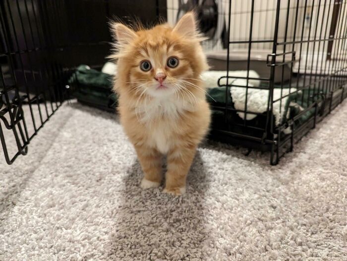 Mi prometido y yo decidimos adoptar un nuevo gatito. ¡Os presento a Larry!