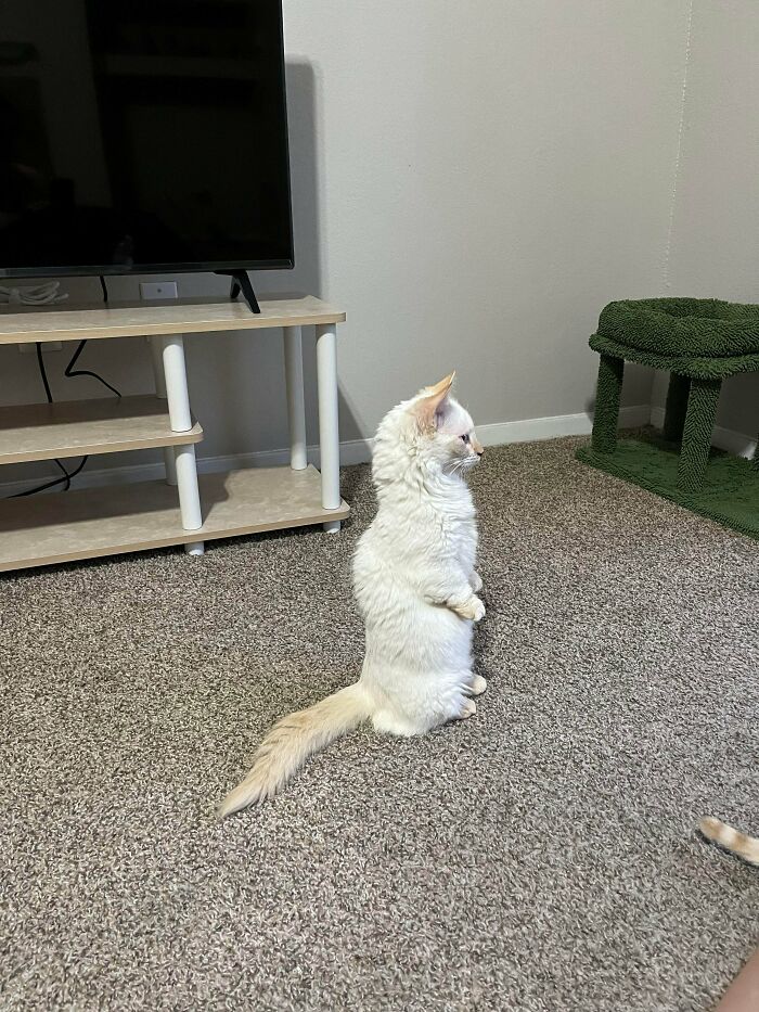 Acabo de adoptar este gato que se sienta como una marmota