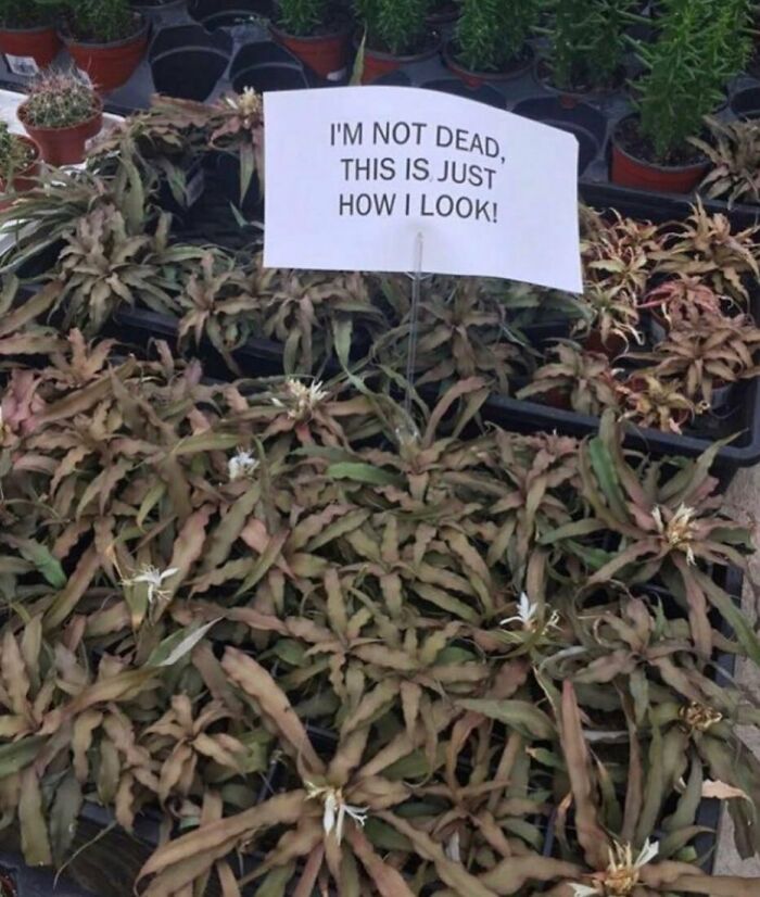This Account Is Entirely Dedicated To Very Relatable Memes And Here Are 50 Of The Best Ones