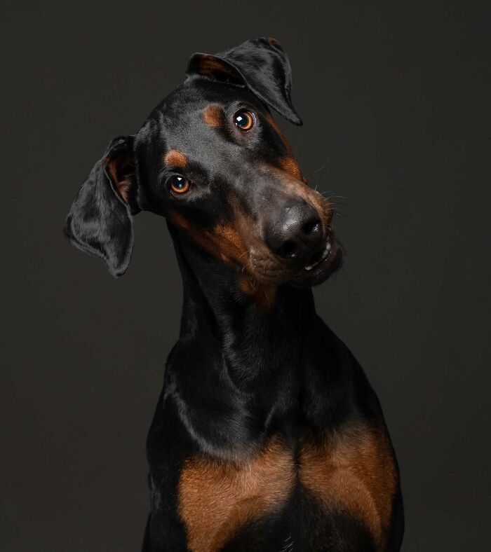 Leo - Encontrado vagando por las calles de Johannesburgo como un callejero
