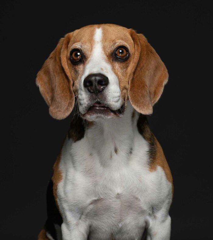 Eddie - Dado en adopción después de que la familia que lo compró no pudiera soportar su comportamiento bullicioso