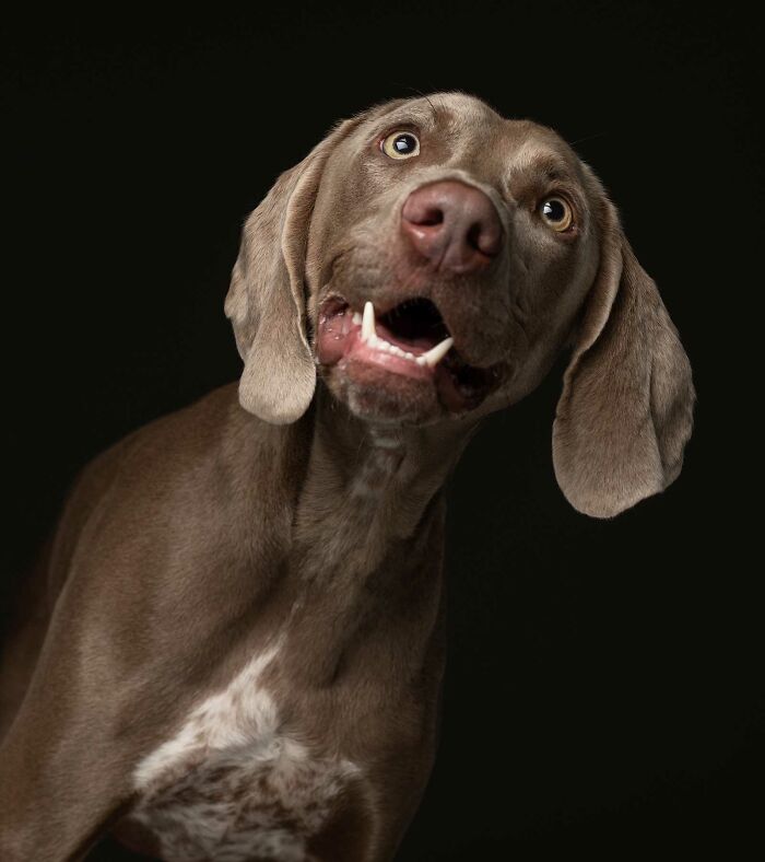 Jesse - Entregado a un grupo de rescate de Weimaraner después de que se rompió la pierna y los propietarios no podían pagar las facturas del veterinario