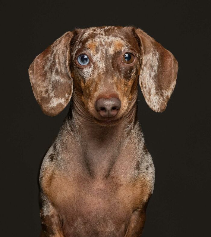 Milo - Confiscado de un hogar abusivo