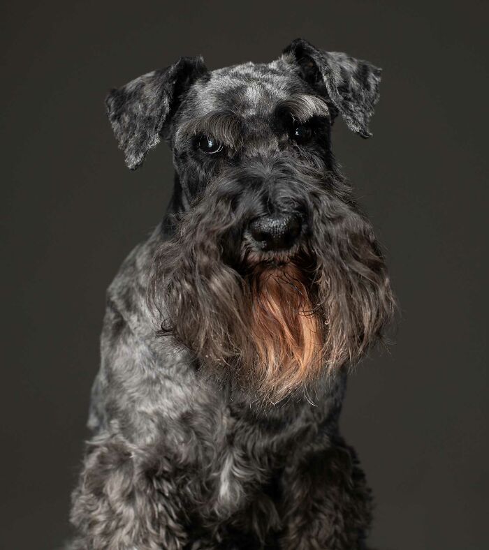 Lisa - Utilizada como una máquina de hacer cachorros hasta que fue demasiado vieja