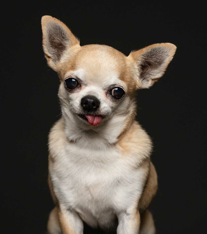 Queenie - Utilizada como máquina para hacer cachorros y mantenida en una jaula durante 8 años