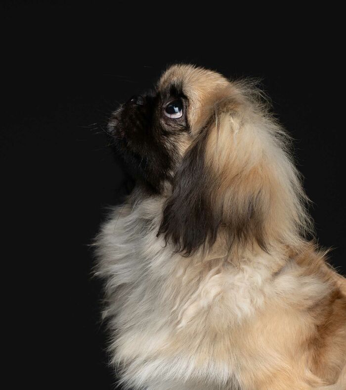 Bonsái - Parte de una camada de cachorros no deseados