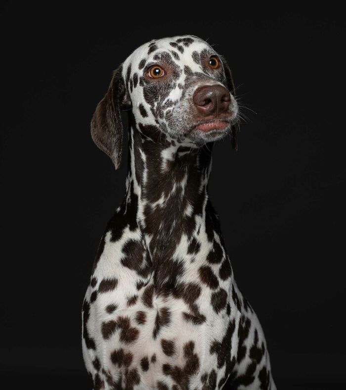 Riley - Abandonada a su suerte en una propiedad alquilada