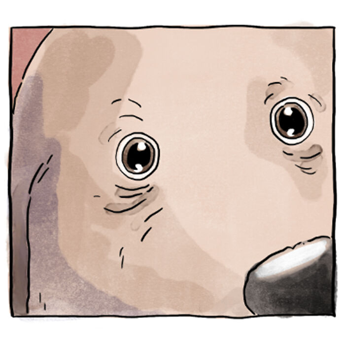 Este reconfortante cómic acerca de la vida con mascotas muestra que una imagen vale más que mil palabras