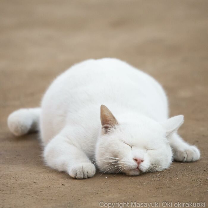 50 Hilariously Adorable Pictures Of Stray Cats As Captured By This Japanese Photographer (50 New Pics)