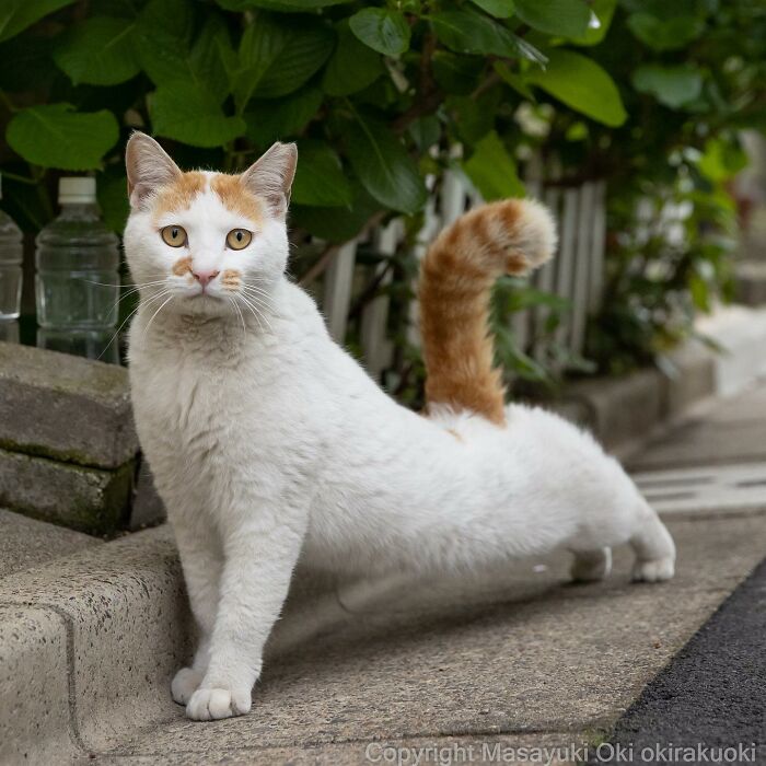 50 Hilariously Adorable Pictures Of Stray Cats As Captured By This Japanese Photographer (50 New Pics)