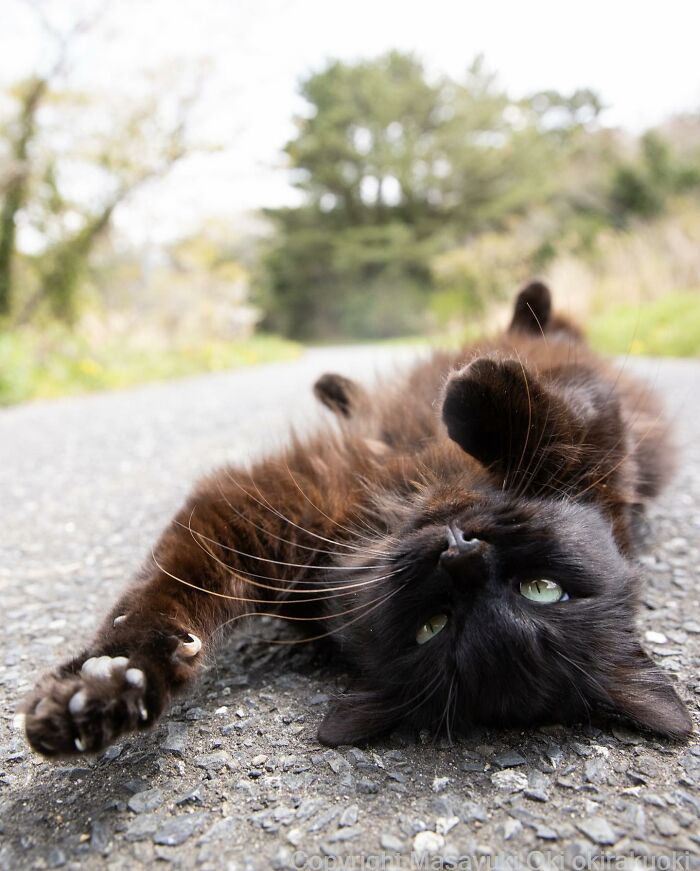 50 Hilariously Adorable Pictures Of Stray Cats As Captured By This Japanese Photographer (50 New Pics)