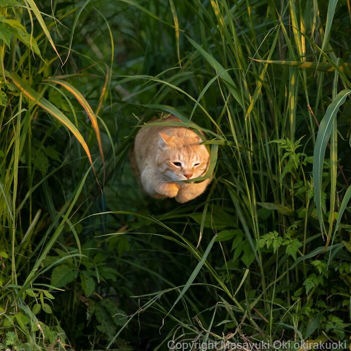 50 Hilariously Adorable Pictures Of Stray Cats As Captured By This Japanese Photographer (50 New Pics)