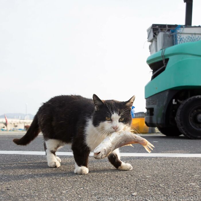 50 Hilariously Adorable Pictures Of Stray Cats As Captured By This Japanese Photographer (50 New Pics)